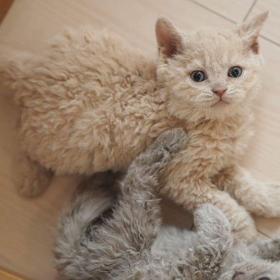 ShouldHaveCat's tweet photo. https://t.co/wDzBxBt8XU