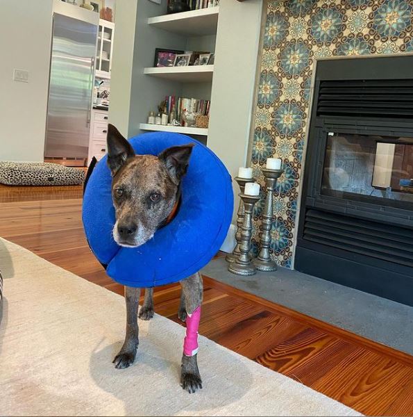 Post-surgery oncology follow up today. This sassy lassy has a Sarcoma, like her mother (moi). Today we find out how fast or slow growing it is. Please send up some prayers. 🐾🙏💗