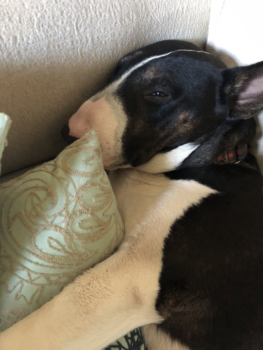 SoRoPhD's tweet photo. Zigs is like put on the coffee for these morning meetings! Happy Friday y’all. #mood #ziggypopstardust #morecoffeeplease #bullybuddy #bullterrier 🥰 https://t.co/HfGorRS5lD