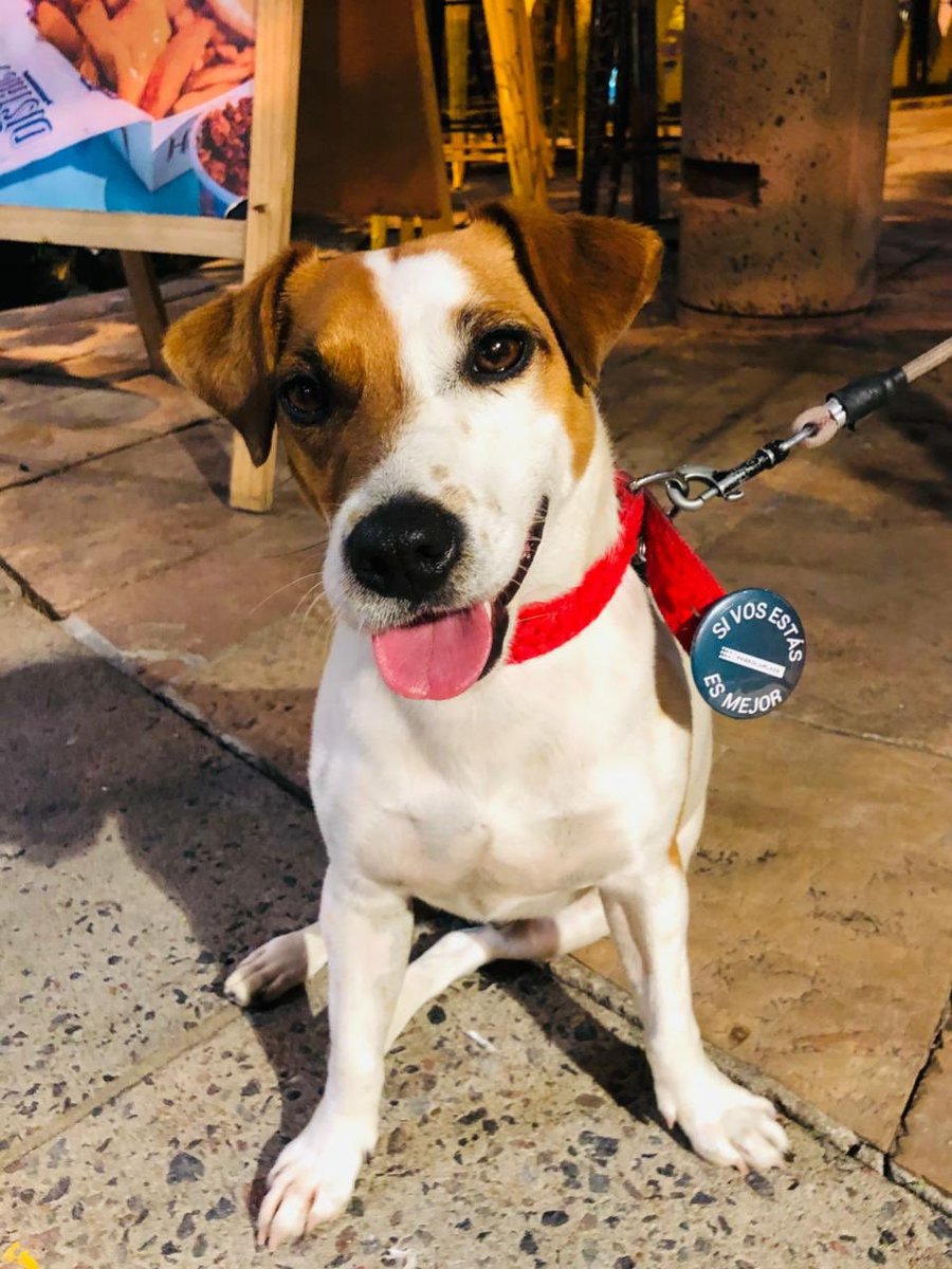 multiteatro's tweet photo. 📌Biznikke, el perro más teatrero! Además de llevar el “pin” distintivo del Paseo La Plaza, el miércoles disfrutó del regreso de “Después de nosotros” y anoche asistió a la función de “Quedate conmigo Lucas”.
Hasta el momento es el “espectador” que más teatro vio en la semana. https://t.co/r0Y0uxXKA1