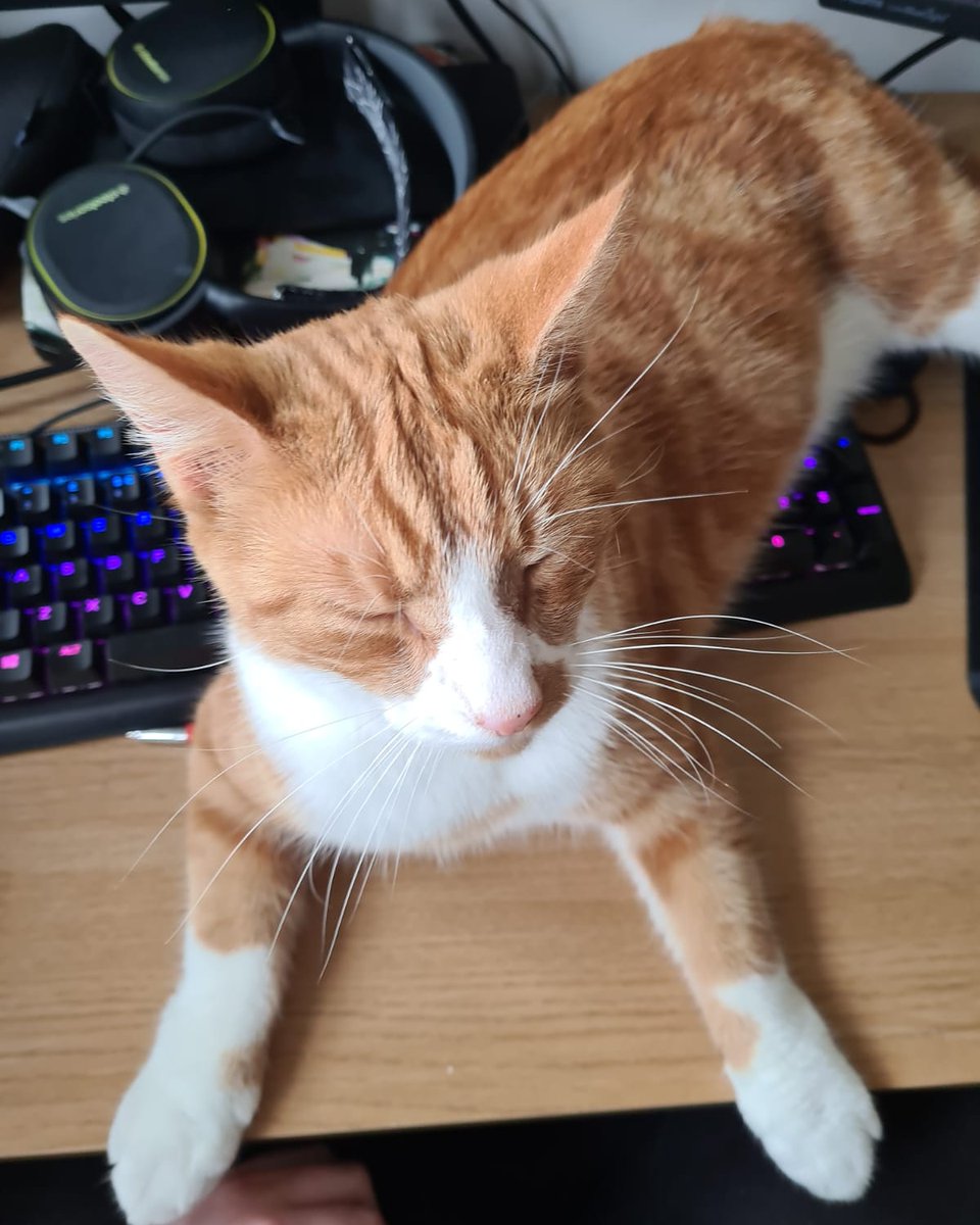SaintjimmyTV's tweet image. Just Garrus helping my other half work from home

#CatsOfTwitter #steelseries #workfromhome
