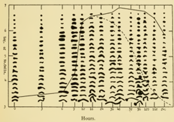 Nico then tracked down this amazing image made by Henrici of different Vibrio morphologies during growth from his 1928 book “ Morphologic variation and the rate of growth of bacteria.” Scooped by 100 years! /9
