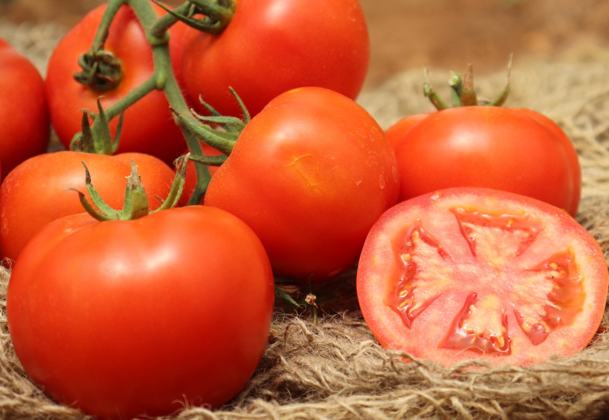 Eclipse: our newest hybrid indeterminate tomato with a strong plant and round fruits of 150-170gr. During recent tests held in our very own Jordan trial station, the fruits scored 90% uniformity and a very high yield due to its big cluster of fruits (5-6).