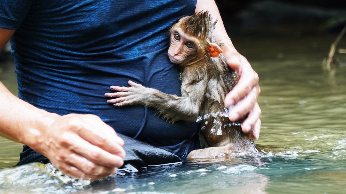 zin_monkey tweet picture