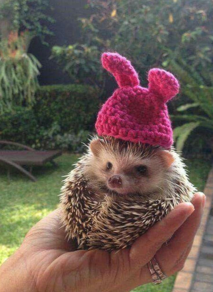 A thread of Harry styles as hedgehogs