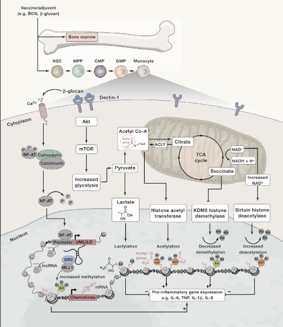 dominjor's tweet photo. Our new review about the intersection of epigenetics and metabolism in trained immunity is now online in @ImmunityCP @CellPressNews. A pleasure to work with @stephfanucs and @mhlangalab, as always! 

50 days' free access link⬇️
https://t.co/FVI6AlMdD4 https://t.co/jq0b0MJBur