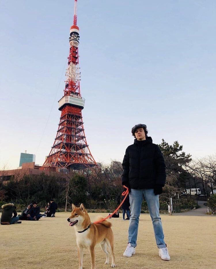 A thread of Harry styles as hedgehogs