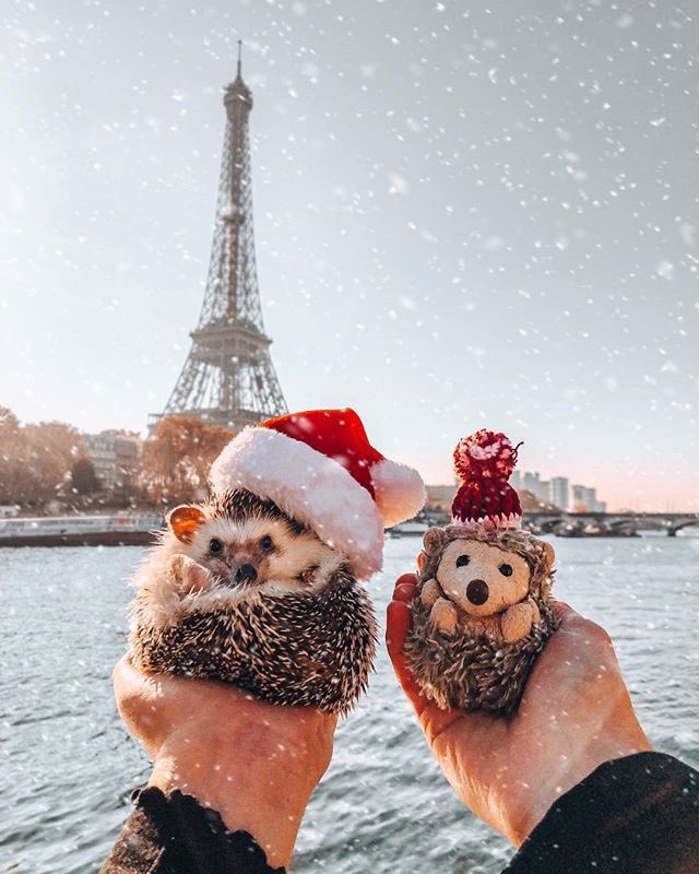 A thread of Harry styles as hedgehogs