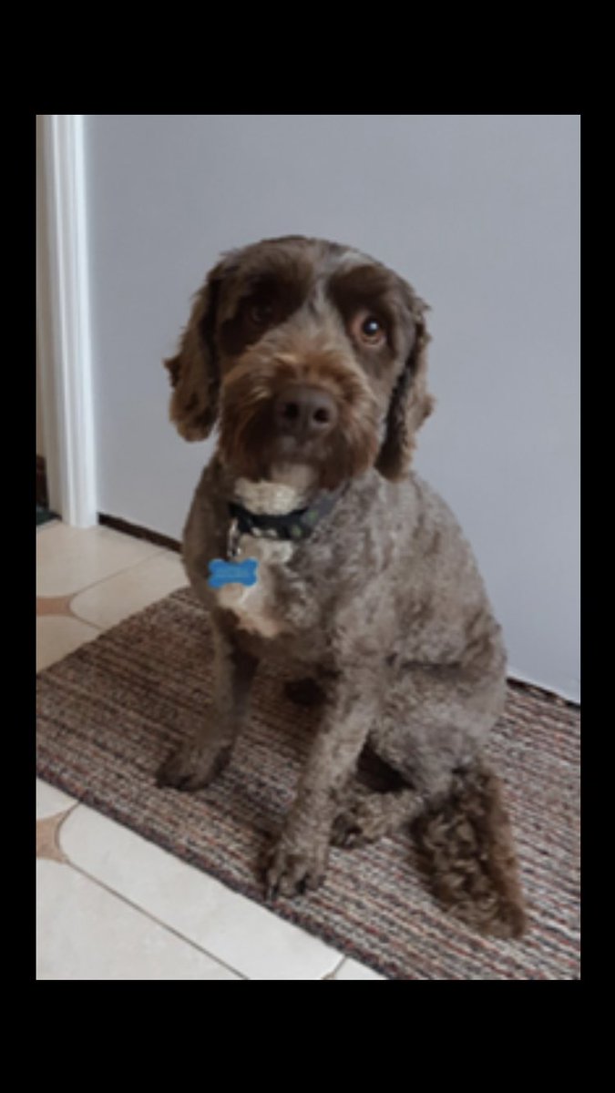 StourportHigh's tweet photo. Hi, I'm Ned (a therapy dog). I am the new addition to the pastoral team. Looking forward to getting to know you all over the coming weeks. 🐾🐾🐾 https://t.co/g2237CJ3Un