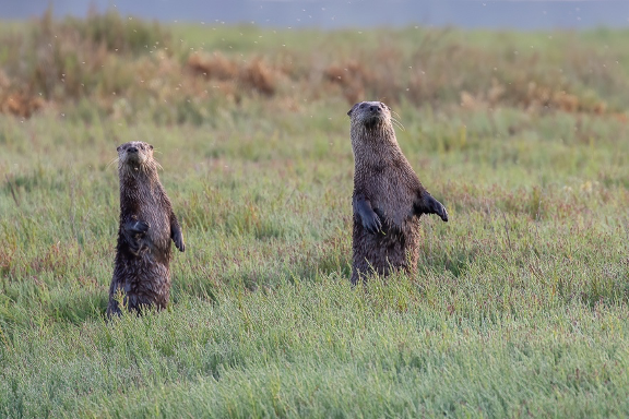 There's still time to sign up for tonight's fun and fact-filled webinar about river otters on Whidbey Island. Dr. Heide Island shares her fascinating research. The webinar starts at 6 p.m.

wclt.org/rsvp/

Photo by Jann Ledbetter.

#whidbeyisland #wildlife #naturelovers