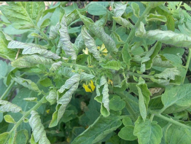 samacltd's tweet photo. Do you know how Boron deficiency looks likes? 
Here is it normally appearing at flowering stages https://t.co/6zSSELyIWA