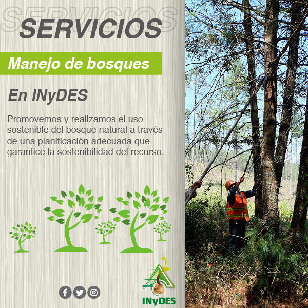 Inydes's tweet photo. En #INyDES promovemos y realizamos el uso sostenible del bosque natural a través de una planificación adecuada que garantice la sostenibilidad del recurso. Para más información sobre nuestros servicios, no dudes en visitar 👉 https://t.co/JvG1Pmy2gq https://t.co/wbJJjkOyxP