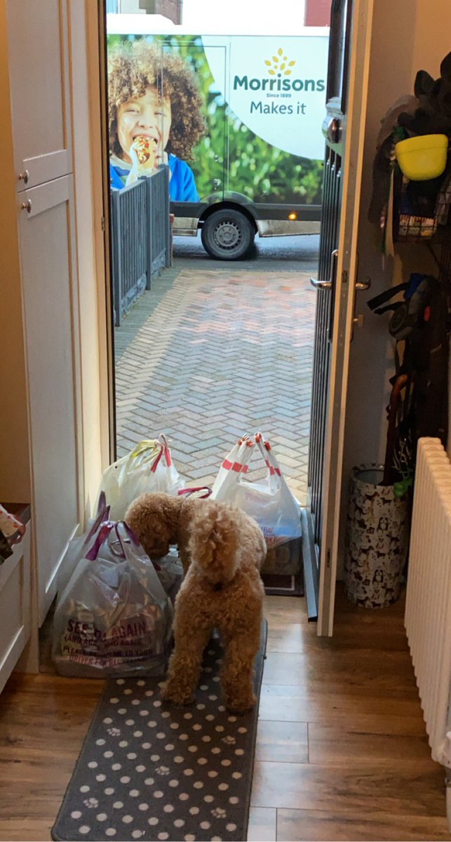 RussAsquith's tweet photo. When your dog just needs to check their food order is right @Morrisons #dogsoftwitter #dogoftheday #shoppingbag #AllInOrder https://t.co/NdL60ZySVo