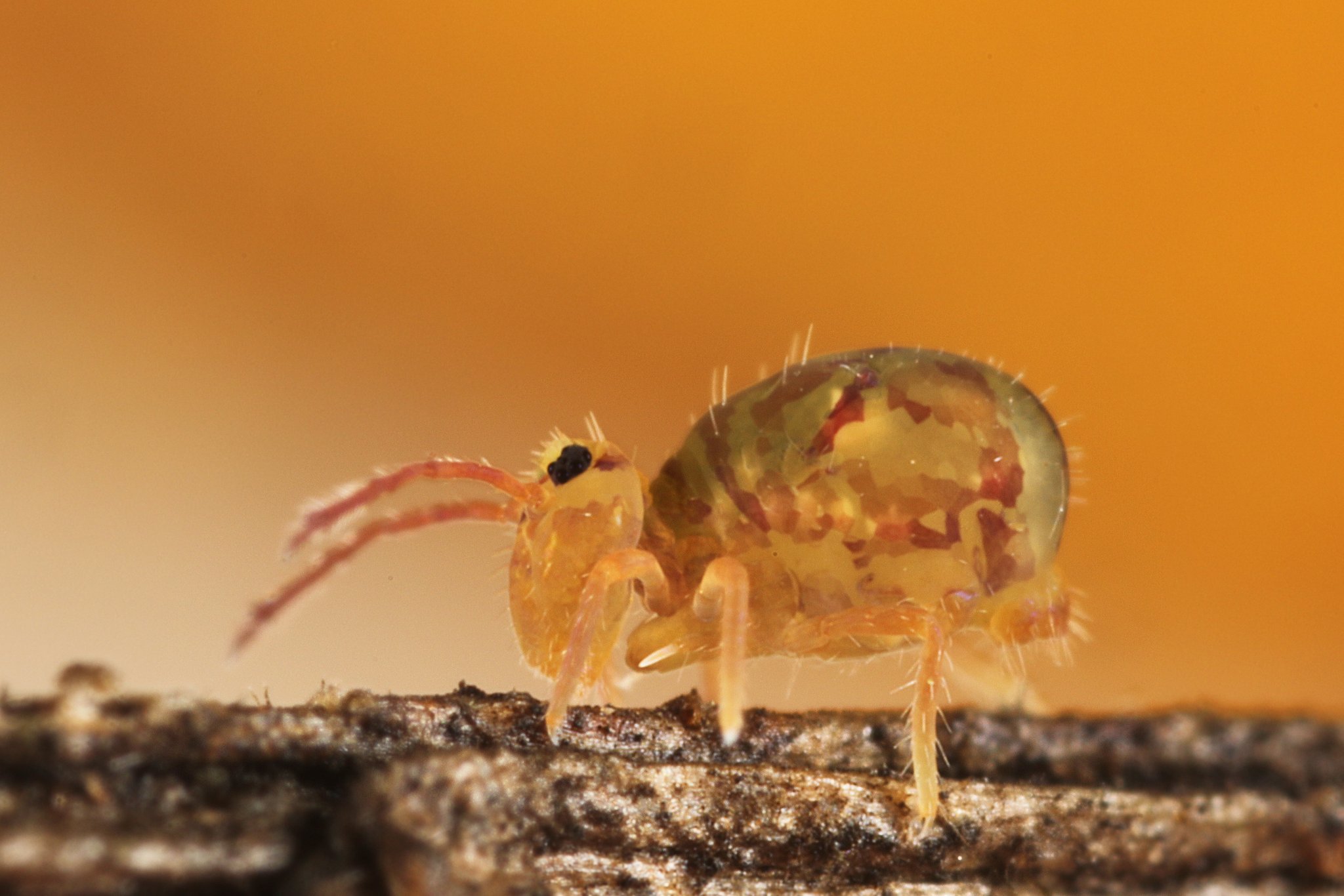 Axel Steiner On Twitter Dieser Putzige Herbstlich Gefarbte Springschwanz Dicyrtomina Hatte Das Ende Der Fahnenstange Erreicht Grosse Ca 2 Mm Collembola Tiere Natur Fotografie Springschwanze Makrofotografie Bodenleben Artenvielfalt