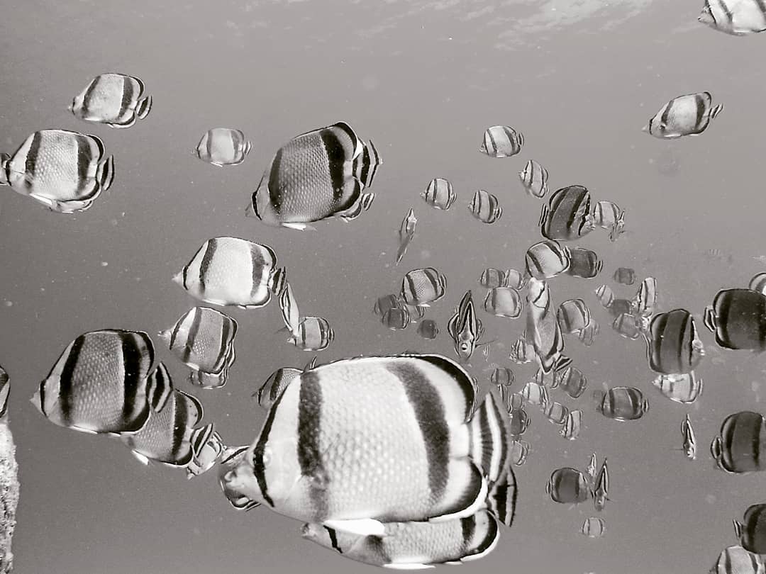 luis_alfred24's tweet photo. Nos hemos encontrado en esta ocasión a los peces "mariposa triple banda"🐠 (Chaetodon humeralis) en una excursión de buceo libre.. 🧜🏻‍♂️
Los mariposas son muy famosos por sus llamativos patrones de coloración, formas delicadas y movimientos graciosos al nadar.. ↪🐠↩ https://t.co/Gb7KLbyLMR