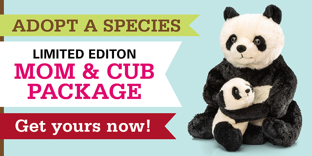 ConservNtn's tweet photo. Adopt a panda cub! Get a head start on your holiday shopping and show your support for FONZ and the Zoo's shared species-saving mission, by purchasing a limited-edition giant panda mom and cub Adopt a Species package today!
https://t.co/zH1CnfNdBw
#adoptaspecies #pandacub https://t.co/KQ9KvWdpgz