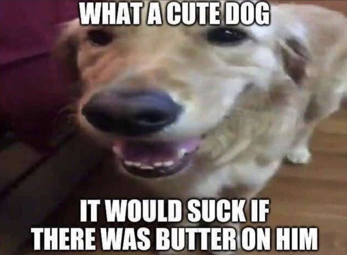 out of context dogs (@dogsoutofcontxt) on Twitter photo 