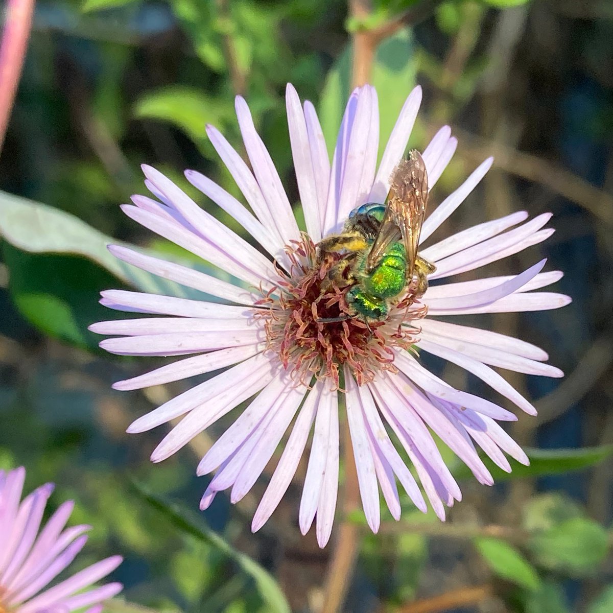 PascoExt's tweet photo. Just a little bit of seasonal color here in #PascoCounty to wrap up the week... #FloridaFriendly  #FloridaFallColor  #EatLocal  #EatTheRainbow #Pollinators  ---  So, what's in your garden? https://t.co/gwV6U5VCMe