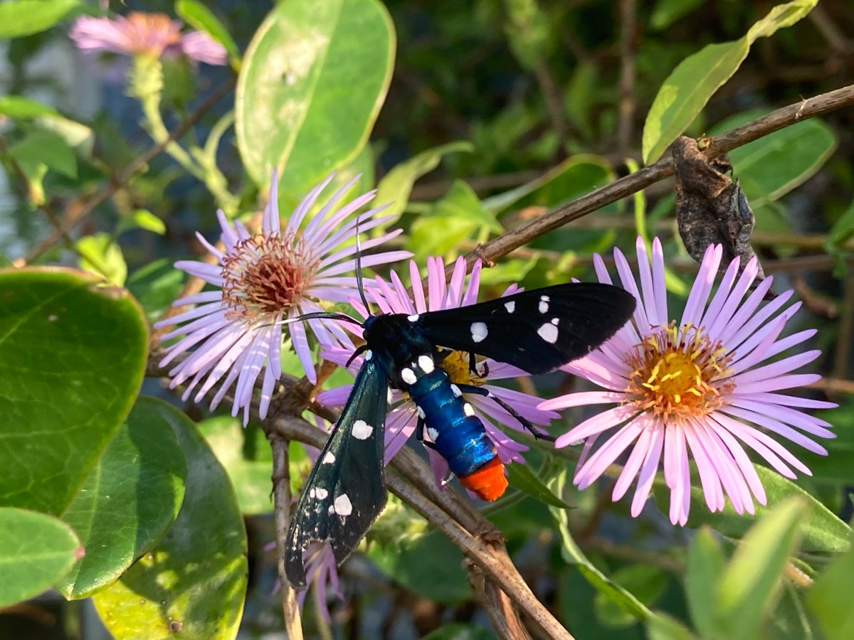 PascoExt's tweet photo. Just a little bit of seasonal color here in #PascoCounty to wrap up the week... #FloridaFriendly  #FloridaFallColor  #EatLocal  #EatTheRainbow #Pollinators  ---  So, what's in your garden? https://t.co/gwV6U5VCMe