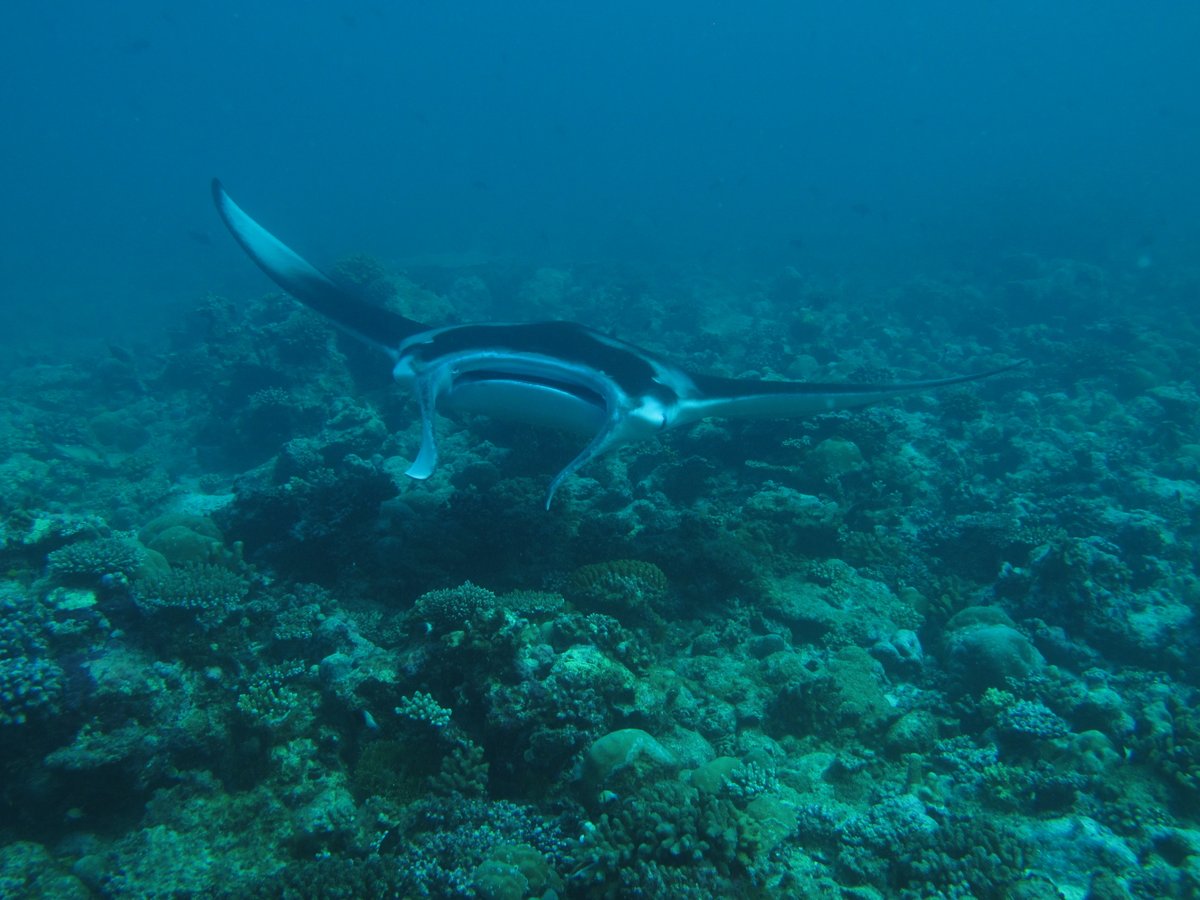 Ever wonder about the hidden secrets of a  #CoralReefs water column? Well  #manta  #mantaray and  #TeamCoral and  #TeamFish surely want to know about the available food to eat! There’s a lot of info hiding in plain sight in clear (ish), tropical waters (1/n)  https://doi.org/10.1007/s00338-020-02021-6