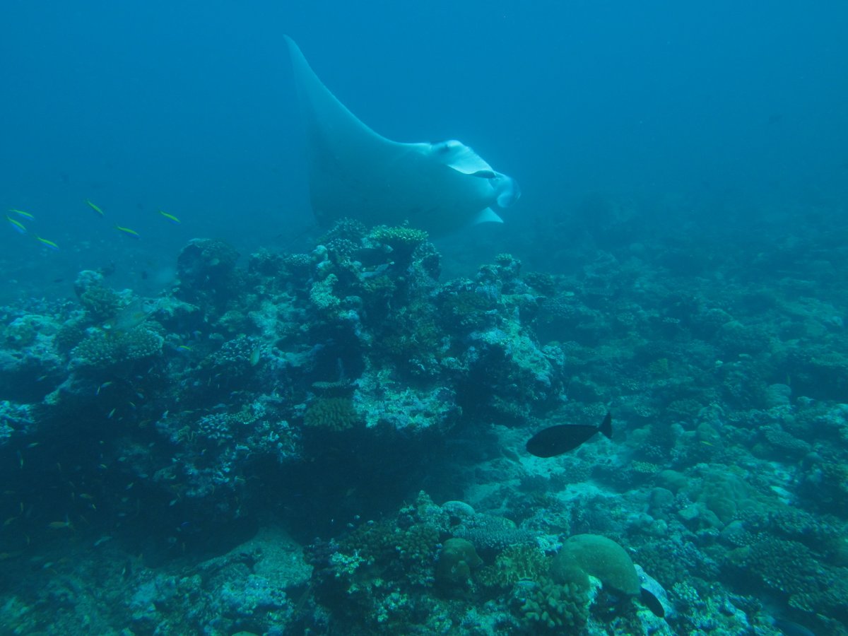 Ever wonder about the hidden secrets of a  #CoralReefs water column? Well  #manta  #mantaray and  #TeamCoral and  #TeamFish surely want to know about the available food to eat! There’s a lot of info hiding in plain sight in clear (ish), tropical waters (1/n)  https://doi.org/10.1007/s00338-020-02021-6
