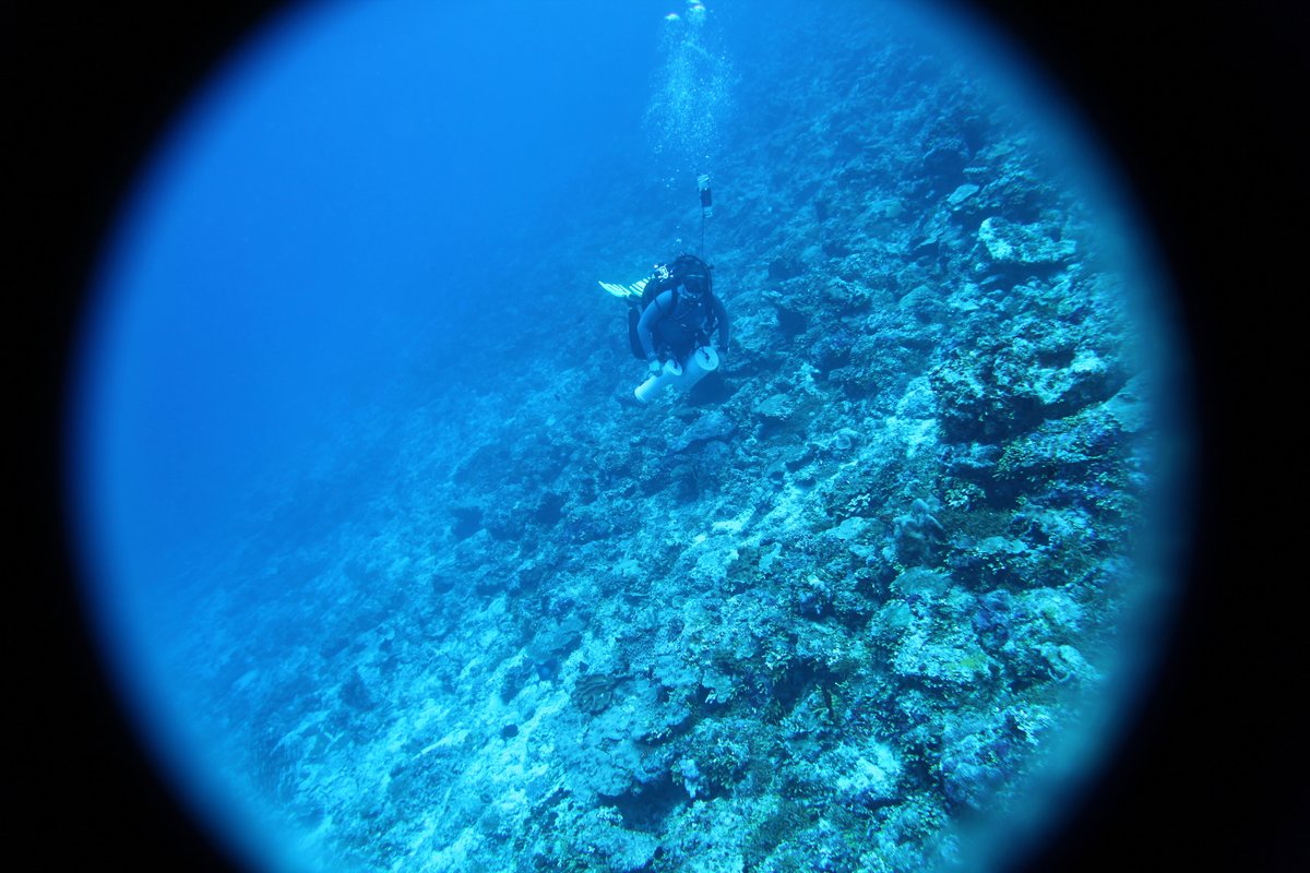 Happy to share the 3rd paper from my PhD! Biogeochemical variability and trophic status of shallow and  #mesophotic  #CoralReef water column following a  #coral bleaching event in the  #Maldives (2/n)  @CoralReefs_UQ  @CoralCOE  @SpringerCORE  https://doi.org/10.1007/s00338-020-02021-6