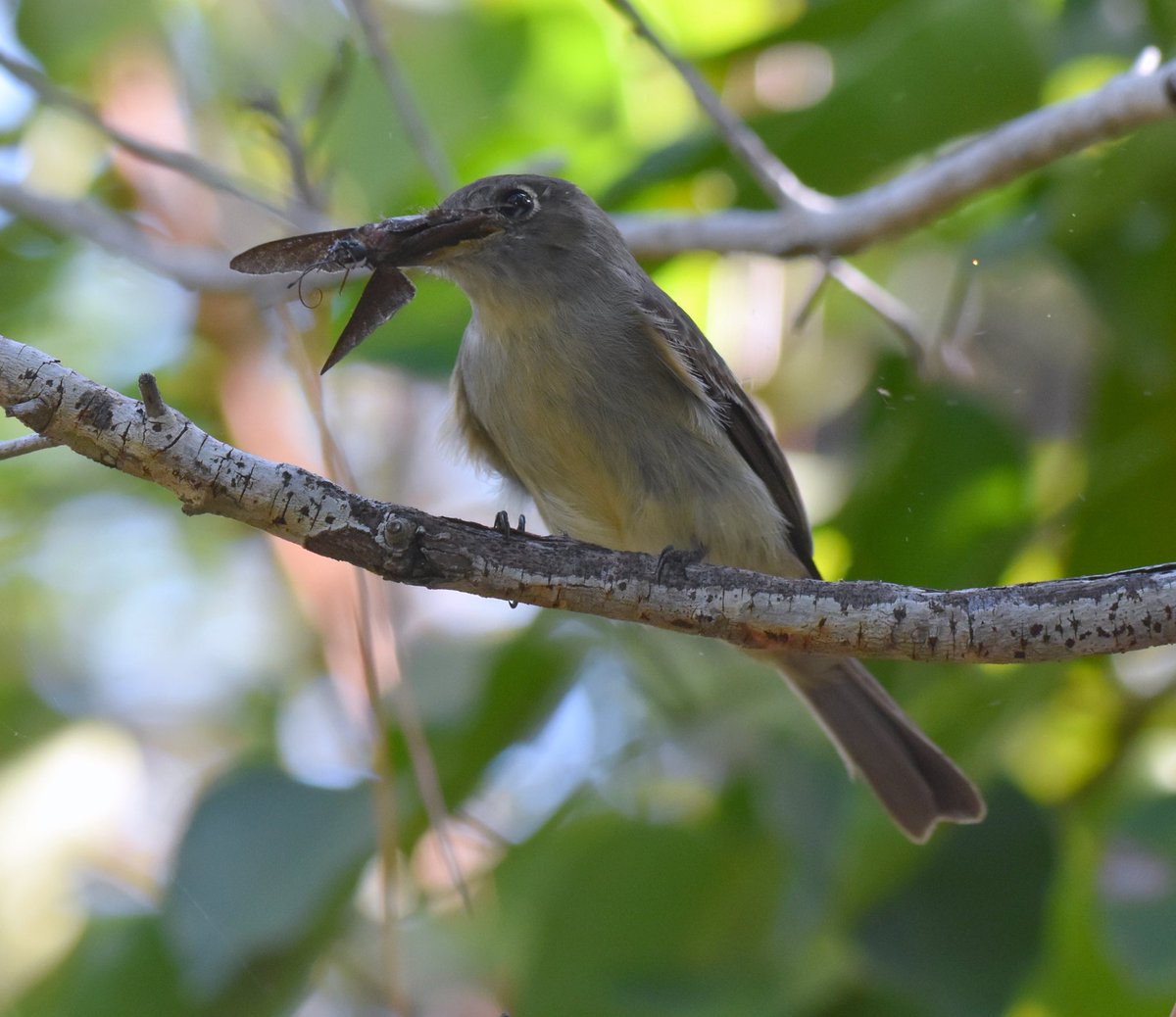 BartSouthFL's tweet image. Cuban Pewee - mega rarity!!! With Florida Duskywing #code5 #bird #birdwatching #birdphotography #megarare