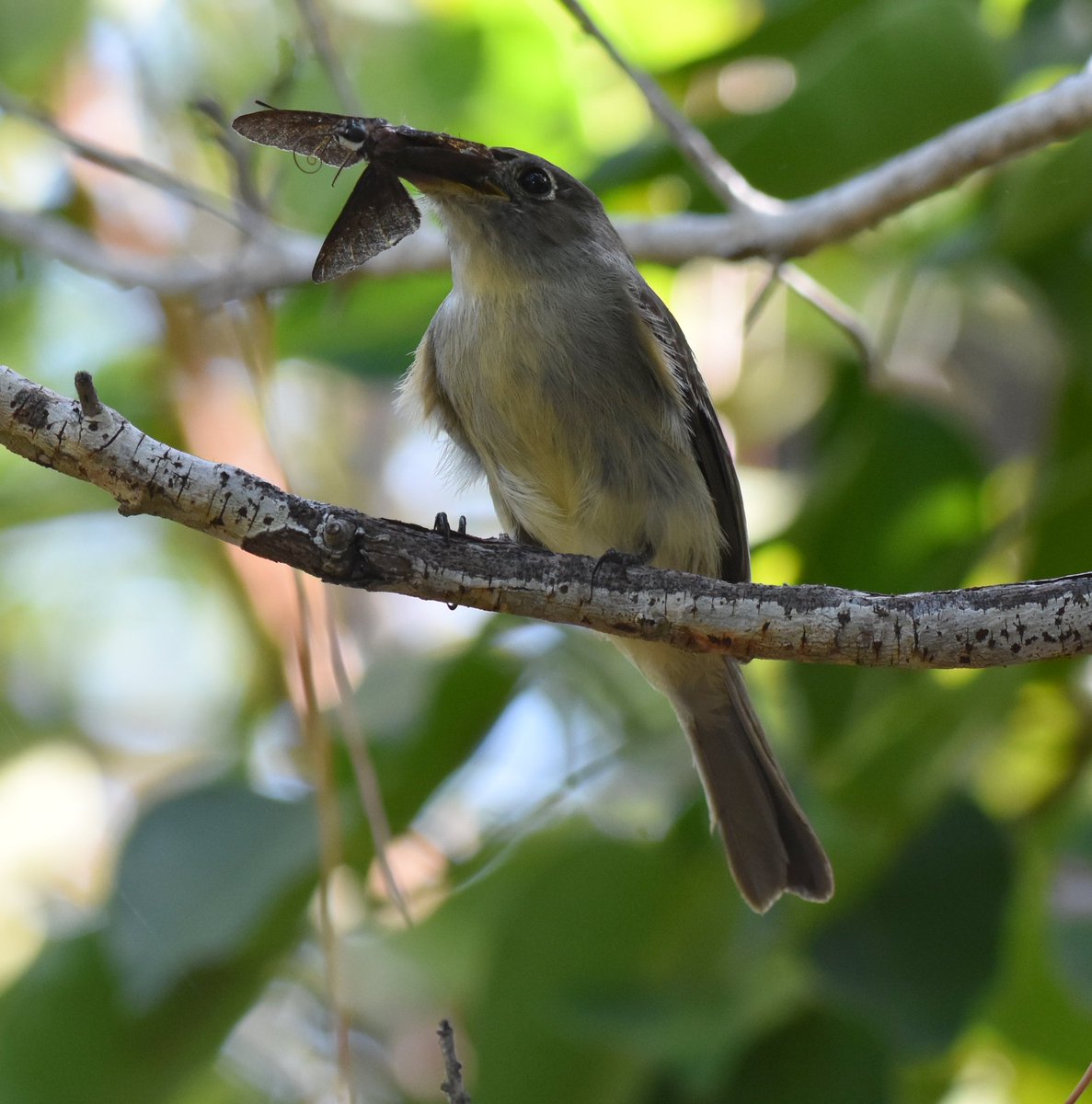 BartSouthFL's tweet image. Cuban Pewee - mega rarity!!! With Florida Duskywing #code5 #bird #birdwatching #birdphotography #megarare