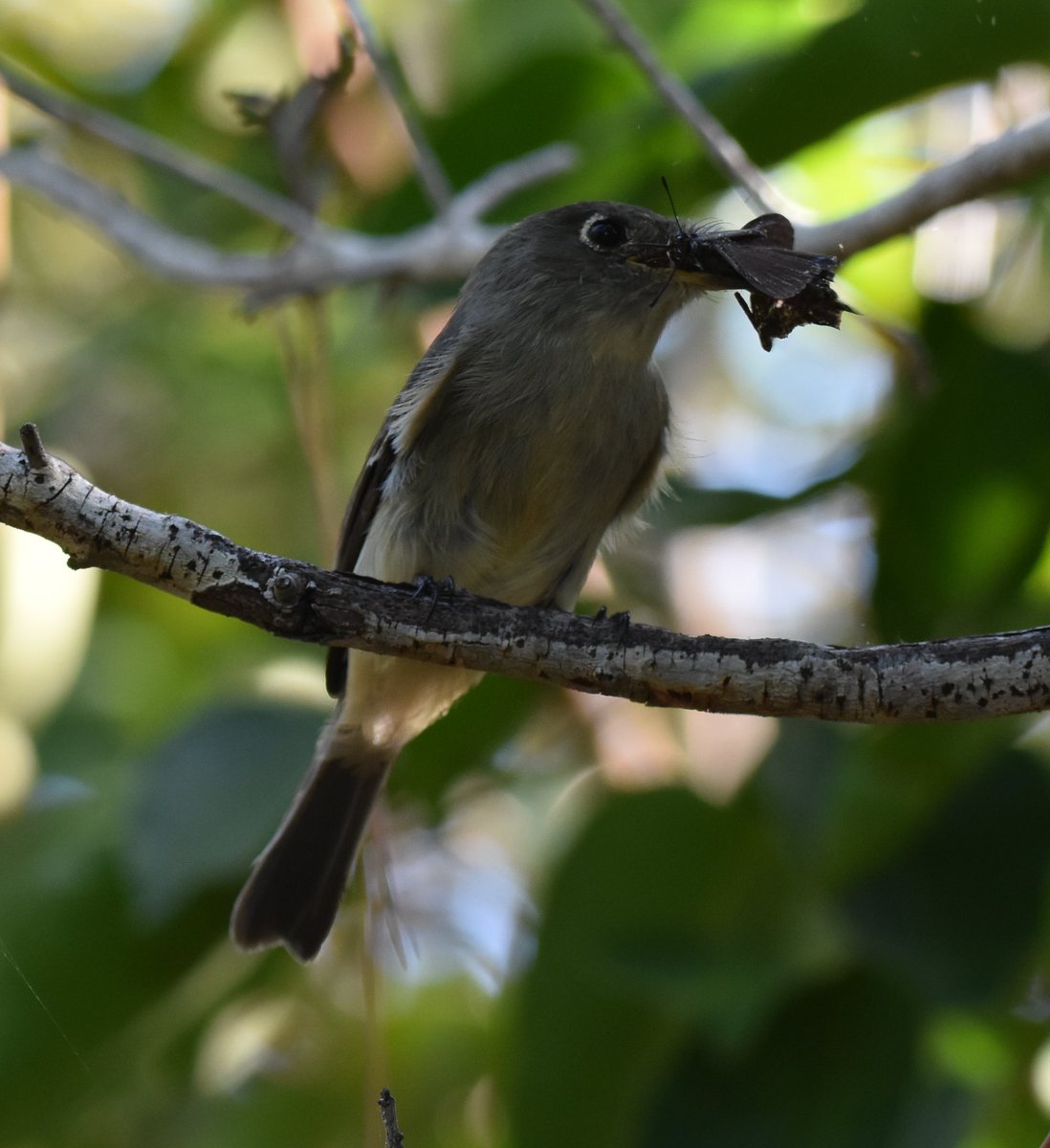 BartSouthFL's tweet image. Cuban Pewee - mega rarity!!! With Florida Duskywing #code5 #bird #birdwatching #birdphotography #megarare
