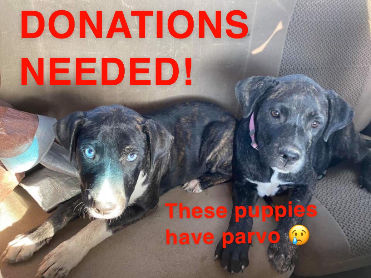 Newly rescued puppies Jim &amp; Susie have parvo! They were dumped in a dam and left for dead. We are providing professional veterinary care in attempt to save them.  

paypal.me/Furrytalesresc…

Please donate if you can, every dollar helps ❤️