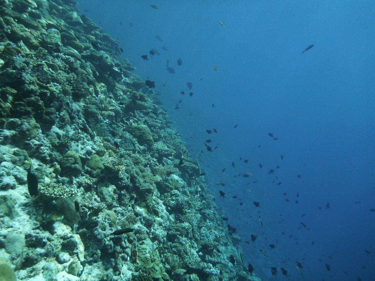 Overall, we have much to learn about benthic-pelagic coral reef nutrient cycling in the unique Maldives archipelago subject to monsoon seasonal upwelling! We need more sampling of coral reef waters (FIN)