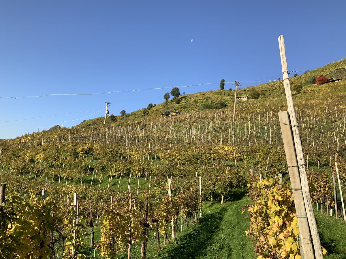 La Cantina Produttori Valdobbiadene, seicento soci su circa mille ettari di vigneti, tiene molto, nelle sue attuali strategie, alla valorizzazione dei Prosecco “Rive” colline che peer esposizione e conformazione del terreno consentono all’uva di raggiungere altissima qualità