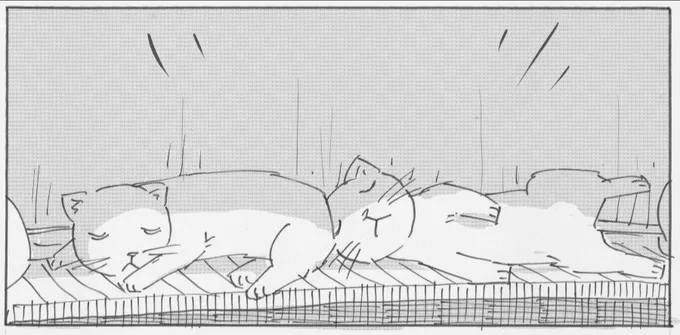 ユーチューブで当時くらいの護国寺さんの様子がうつっているものがあって見ていたら、猫もうつってました。有名な猫なのかも。 