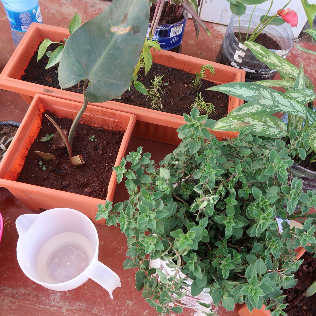 In a bid to slow down from the hamster wheel that is urban life, I forced myself to take on a hobby that did not bring me money but brought me extreme joy, forced me to switch off and reminded me of my childhood. I had to commit to doing it for an hour everyday. How it's going..