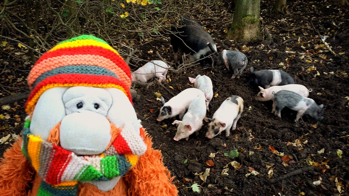 While wandering through the woods today,  I happened to meet a lovely family of piggy pig pig pig PIGS🐖 They all ran out of their little house to say hello, before enjoying an extensive snuffle around the woodland floor 🐽🌳 🦧New friends! #ryedale #howardianhills #orangutan