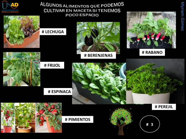 AccinSolidaria3's tweet photo. En tiempos de aislamiento cultivemos  en casa .
#SERVICIOSOCIALUNADISTAENCASA # HUERTAENCASA #alimentaciónsaludable #CULTIVOSENMACETA #HUERTAORGANICACASERA #alimentacionfamiliar https://t.co/h73BubLAVv