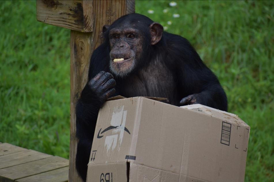 projectchimps's tweet photo. Happy 12th Birthday Amy! ๐๐ Amy loves to play with her best friends Sarah and Loretta. Whenever they get new stuffed animal "babies", you can usually bet they will rotate between the three of them on whose turn it is to play with the doll next.
#AmyChimp #HappyBirthday https://t.co/fDHtGSse6E