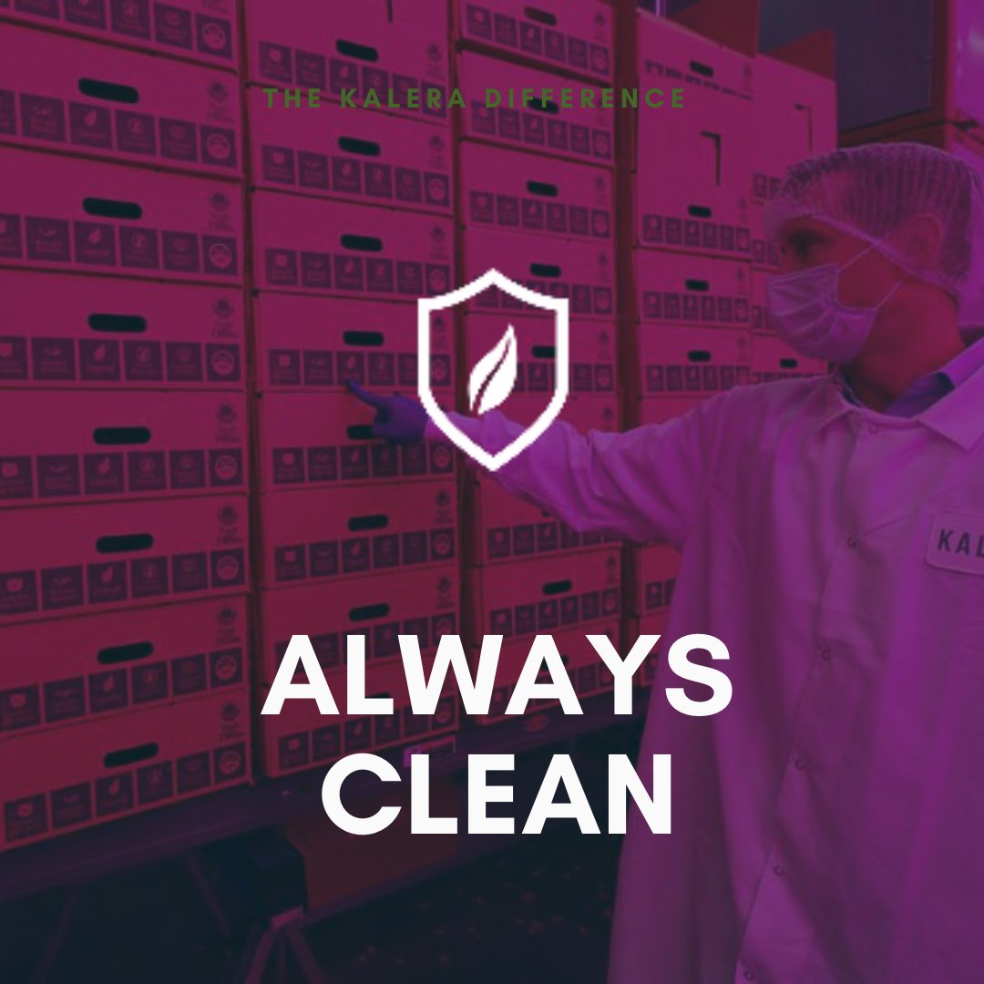 KaleraProduce's tweet photo. Kalera uses cleanroom tech and hydroponic grow methods to drastically reduce our chance of contamination and eliminate the need for pesticides. You can’t get much cleaner than this!
#indoorfarming #cleanagriculture #cleanag #indoorag #hydroponics https://t.co/2MG7tOkF2V