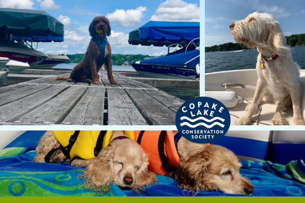 CopakeLakeCS's tweet image. Donate Today &amp;amp; Get Your "Dogs of Copake Lake" 2021 Calendar! conta.cc/32Ypbuf