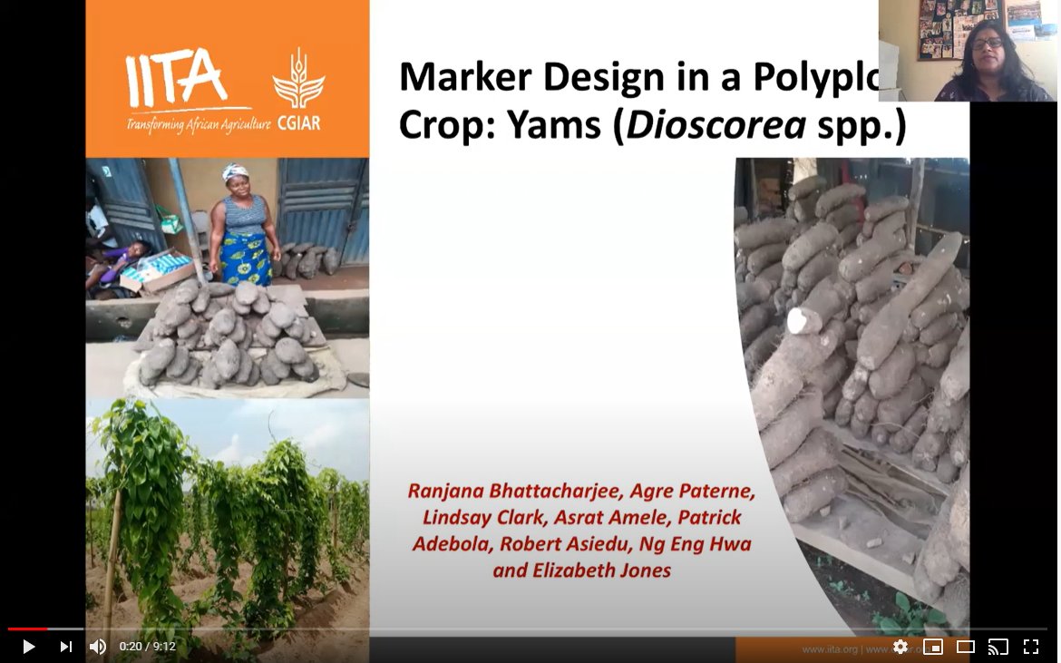 CGIARbreeding's tweet image. A major challenge in yams is its polyploid nature, and lack of info on genetics &amp;amp; cytogenetics. But @IITA_CGIAR @UniversityofIl is changing this via #MarkerDesign. Potential big impacts for food in Africa and elsewhere. Watch this #StoryofExcellence  

🎥👉youtu.be/3s1SuHIqbAA