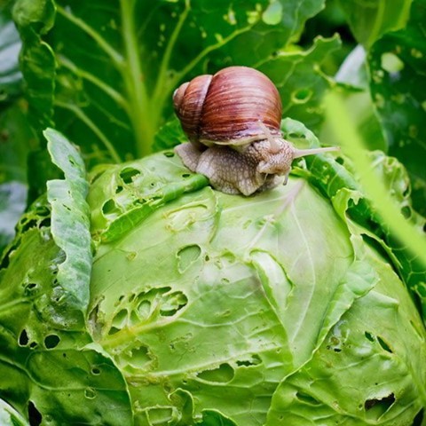 Nobody wants #snails and #slugs in their garden!⁣ 🐌 
What's your favorite #pestcontrol method? 
👇👇👇 Comment below! 👇👇👇

🌱 Growing your own food isn't hard.
✍️ Become a member of the Seed Club!
🌿 urbanorganicgardener.cratejoy.com