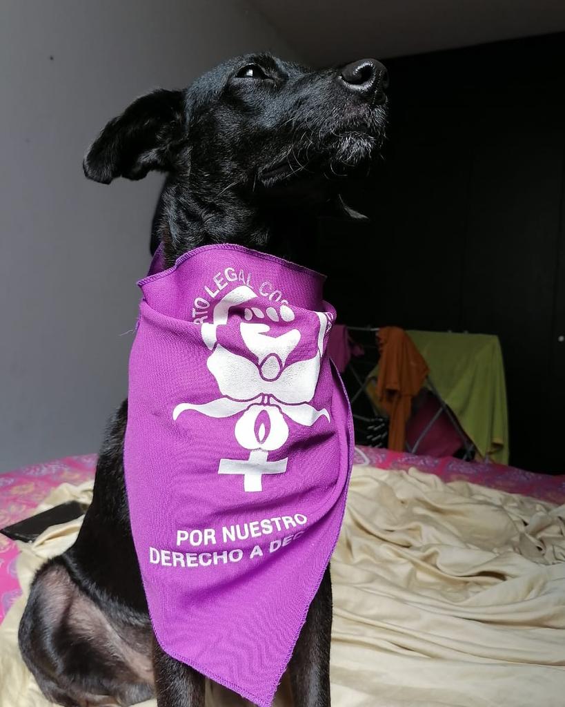 DiasPty's tweet photo. #Jackie la hija de nuestra amiga y compa Yararis Crichlow sabe que es noviembre.

#todasdemorado 
#noviolenciahacialamujer https://t.co/uPWaNTOruy