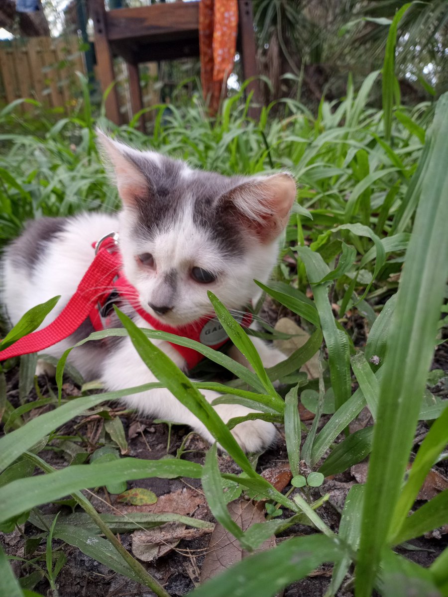 Nuggettheblind1's tweet photo. Usually mommy posts videos but we decided pics might be nice so here's some pics of me and my siblings Vincent and Goldie
#CatsOfTwitter #kittensoftwitter #cats #kittens #cat #kitten #blindkitten #blindkitty #blindcat #catonharness #kittenonharness #catingrass #kitteningrass https://t.co/bW4r2oQtrq