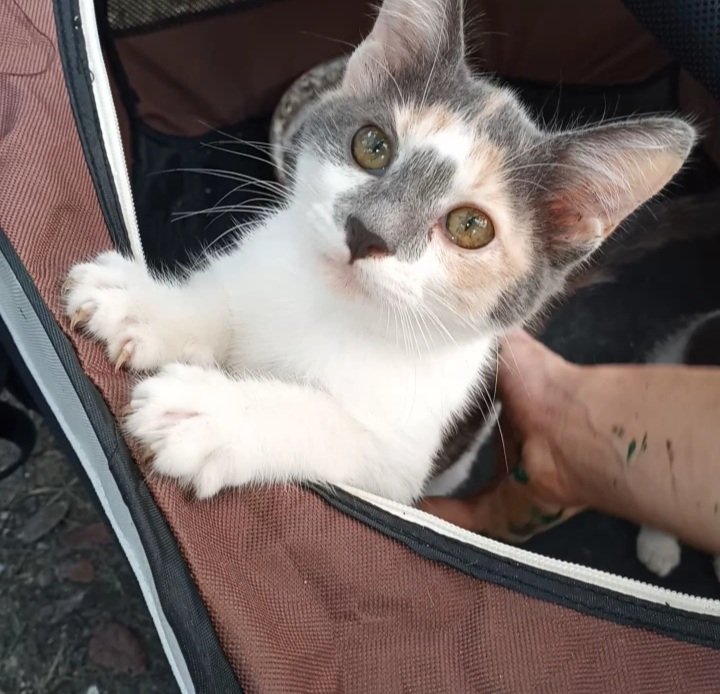 Nuggettheblind1's tweet photo. Usually mommy posts videos but we decided pics might be nice so here's some pics of me and my siblings Vincent and Goldie
#CatsOfTwitter #kittensoftwitter #cats #kittens #cat #kitten #blindkitten #blindkitty #blindcat #catonharness #kittenonharness #catingrass #kitteningrass https://t.co/bW4r2oQtrq
