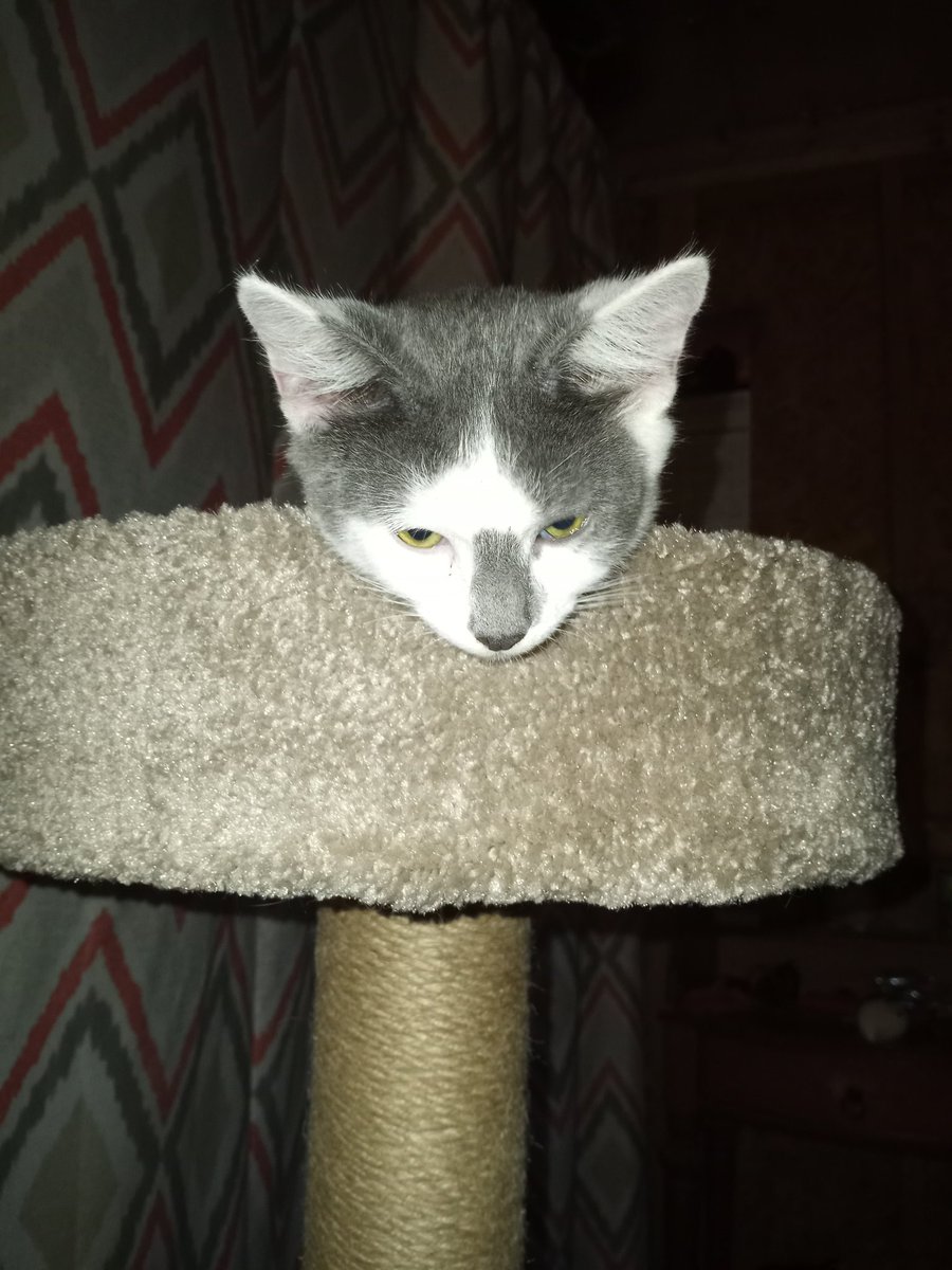 Nuggettheblind1's tweet photo. Usually mommy posts videos but we decided pics might be nice so here's some pics of me and my siblings Vincent and Goldie
#CatsOfTwitter #kittensoftwitter #cats #kittens #cat #kitten #blindkitten #blindkitty #blindcat #catonharness #kittenonharness #catingrass #kitteningrass https://t.co/bW4r2oQtrq