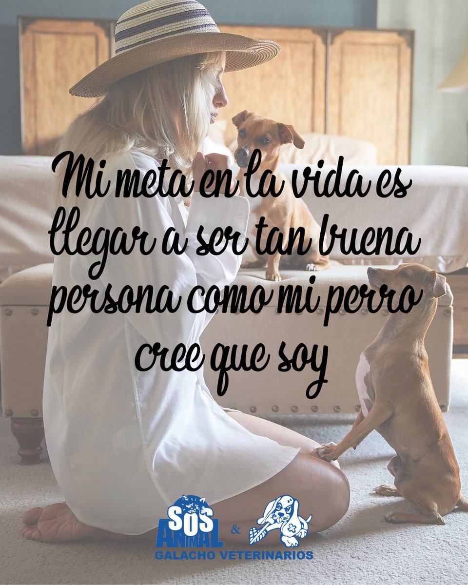 GrupoGalacho's tweet photo. Mi meta en la vida es llegar a ser tan buena persona como mi perro cree que soy

#citas #citascelebres #quotes #citasenespañol #perros #perrosmalaga #frasesperros #perrosfelices #perrosgraciosos #perritos #animales #mascotas #mascotasmalaga #mascotasfelices #Veterinario https://t.co/yheMeW27fL