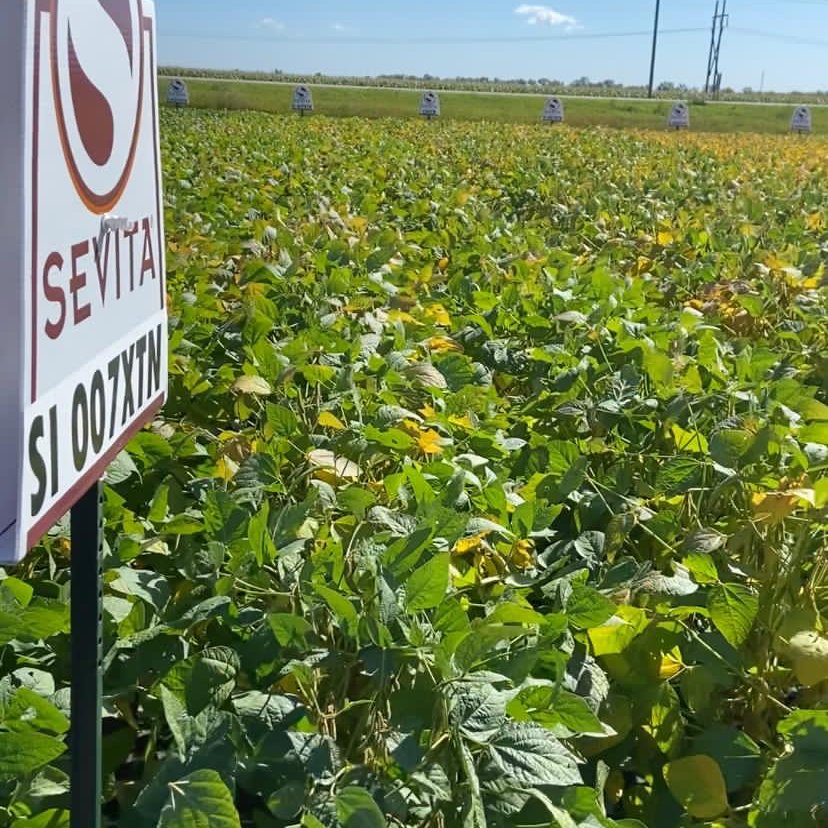 SevitaWest's tweet photo. SI 007XTN was the highest yielding soybean at the Carman MB site @ 131% of check in the Manitoba Pulse Growers trial.  For more information call your local Ceres Global Seeds dealer. @Sevita_PROSeeds @MbPulseGrowers https://t.co/nvjgk2vUDe