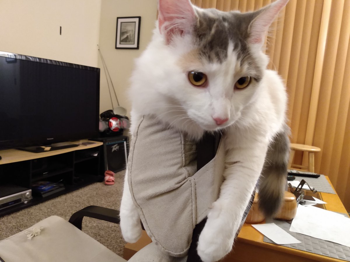 AB_MiseEnScene's tweet photo. If you could only choose one, cat or cell phone, which do you pick?
(Submitted on behalf of the kitty community) #kittensofinstagram #catsofinstagram #Snowboots #KDTalent #JLATalent #actor #actorslife #casting #redheadactor #gingeractor #castingdirectors 
#agent #manager https://t.co/7JHFWQxCZE