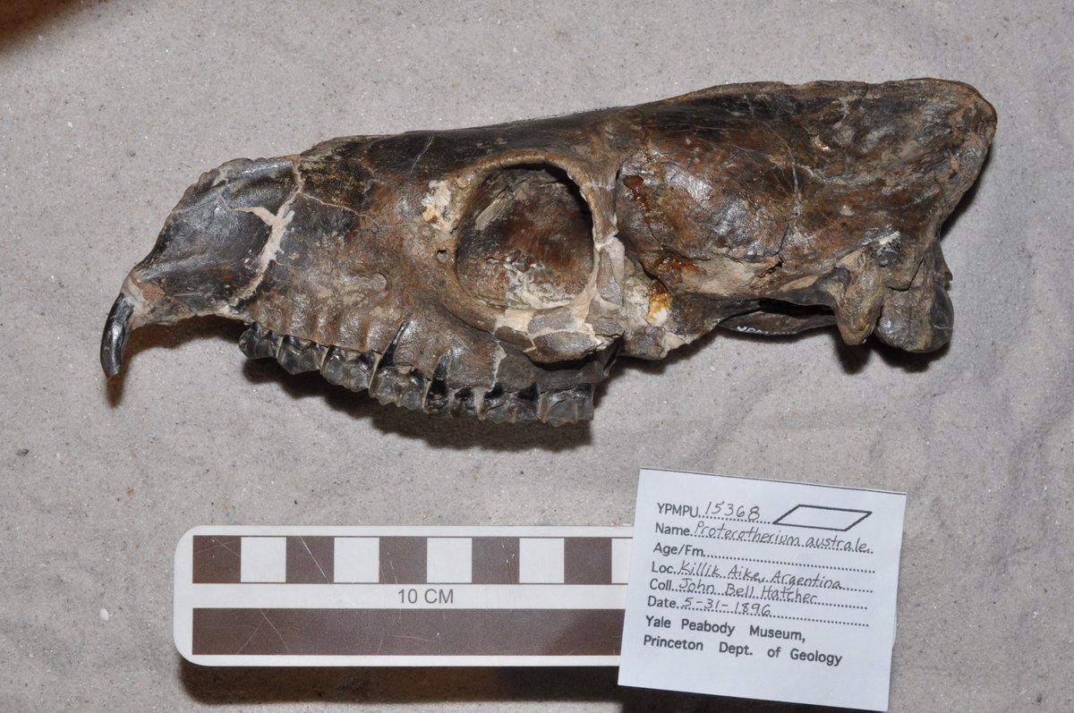 mcgratherium's tweet photo. Anisolophus was a proterotheriid #litoptern from early #Miocene #Argentina. Like other proterotheriids it had a large tusk-like incisor which in some species was sexually dimorphic suggesting that it was used in intraspecific combat! #FossilFriday (photo mine from @yalepeabody) https://t.co/y3z3JZHjTy