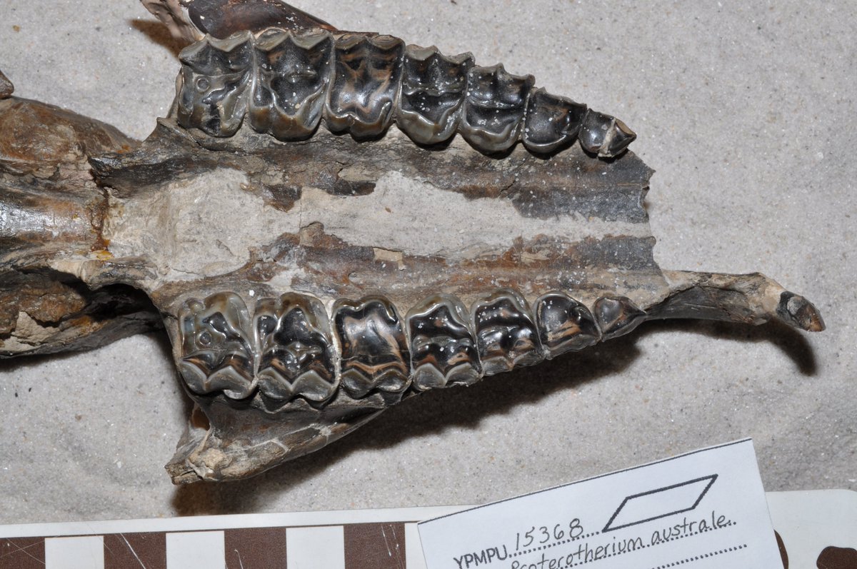 mcgratherium's tweet photo. Anisolophus was a proterotheriid #litoptern from early #Miocene #Argentina. Like other proterotheriids it had a large tusk-like incisor which in some species was sexually dimorphic suggesting that it was used in intraspecific combat! #FossilFriday (photo mine from @yalepeabody) https://t.co/y3z3JZHjTy